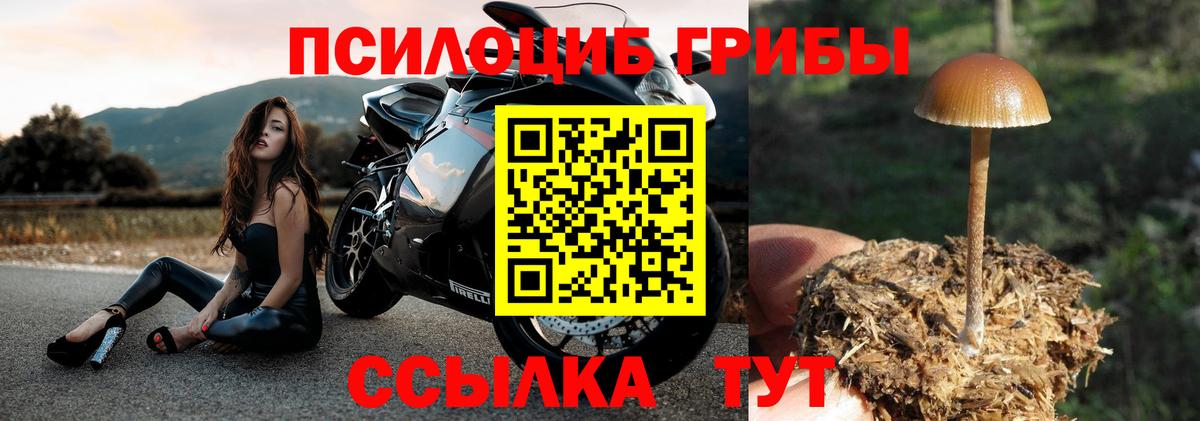 Галлюциногенные грибы Psilocybe  Вход с VPN  Артём 